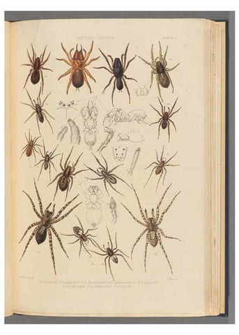 Reproducción/Reproduction 49643687187: A history of the spiders of Great Britain and Ireland /. London :Published for the Ray Society by Robert Hardwicke,1861-1864.. 