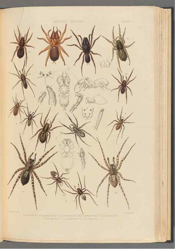 Reproducción/Reproduction 49643687187: A history of the spiders of Great Britain and Ireland /. London :Published for the Ray Society by Robert Hardwicke,1861-1864.. 