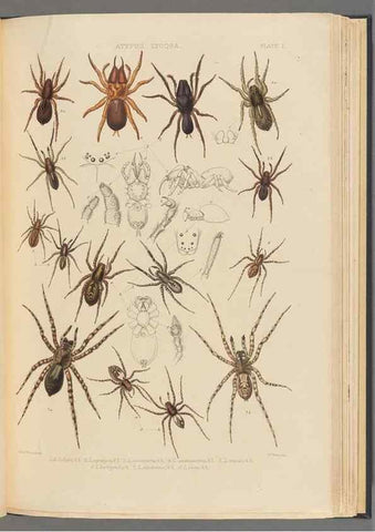 Reproducción/Reproduction 49643687187: A history of the spiders of Great Britain and Ireland /. London :Published for the Ray Society by Robert Hardwicke,1861-1864.. 