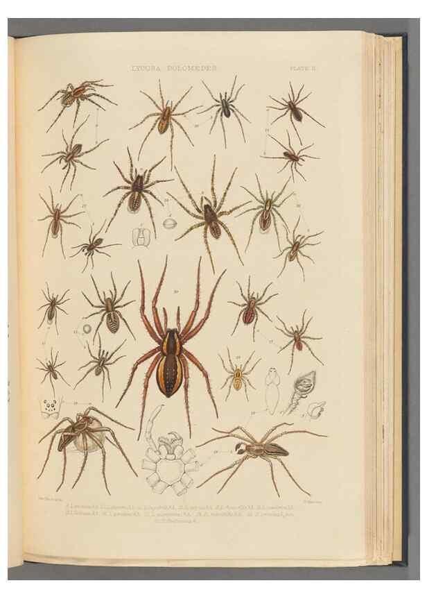 Reproducción/Reproduction 49643412481: A history of the spiders of Great Britain and Ireland /. London :Published for the Ray Society by Robert Hardwicke,1861-1864.. 