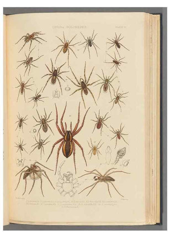 Reproducción/Reproduction 49643412481: A history of the spiders of Great Britain and Ireland /. London :Published for the Ray Society by Robert Hardwicke,1861-1864.. 