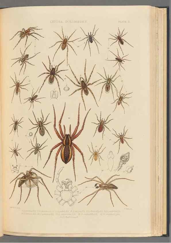 Reproducción/Reproduction 49643412481: A history of the spiders of Great Britain and Ireland /. London :Published for the Ray Society by Robert Hardwicke,1861-1864.. 