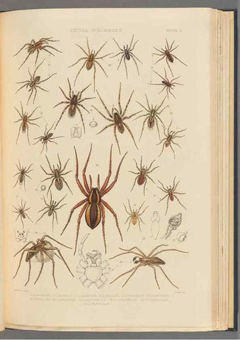 Reproducción/Reproduction 49643412481: A history of the spiders of Great Britain and Ireland /. London :Published for the Ray Society by Robert Hardwicke,1861-1864.. 