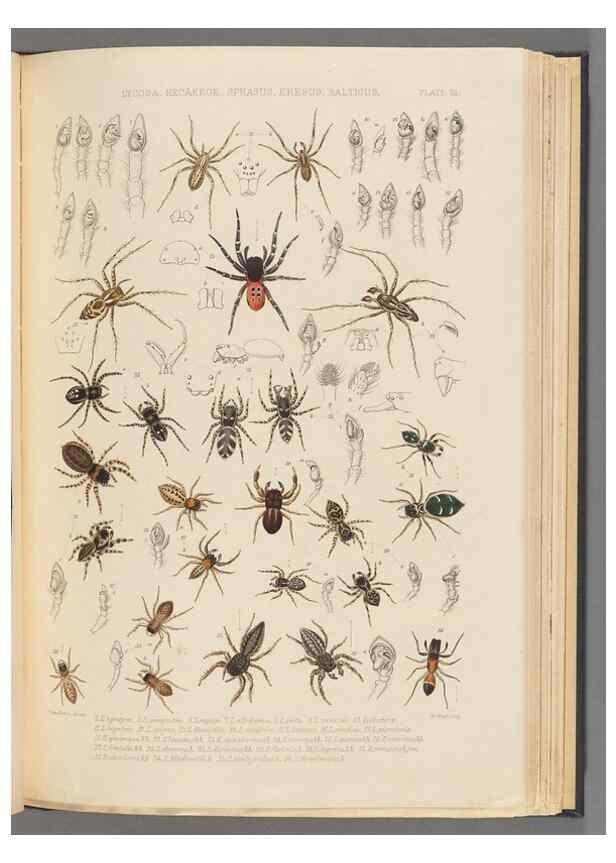 Reproducción/Reproduction 49643687497: A history of the spiders of Great Britain and Ireland /. London :Published for the Ray Society by Robert Hardwicke,1861-1864.. 