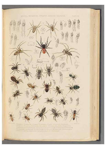 Reproducción/Reproduction 49643687497: A history of the spiders of Great Britain and Ireland /. London :Published for the Ray Society by Robert Hardwicke,1861-1864.. 