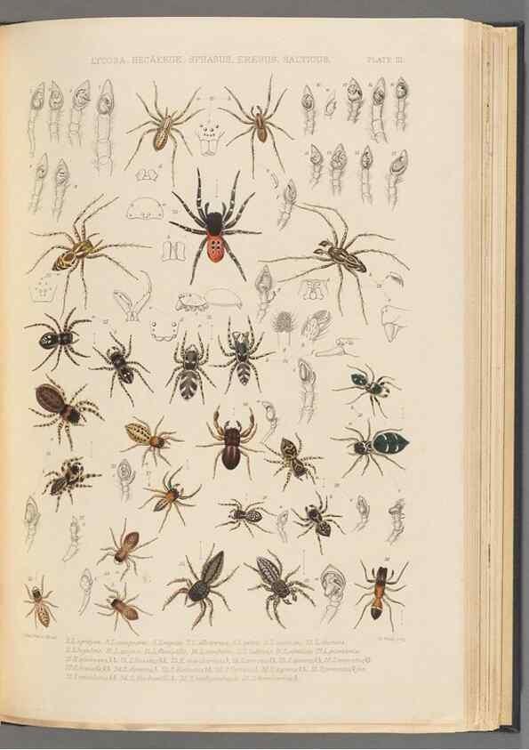 Reproducción/Reproduction 49643687497: A history of the spiders of Great Britain and Ireland /. London :Published for the Ray Society by Robert Hardwicke,1861-1864.. 