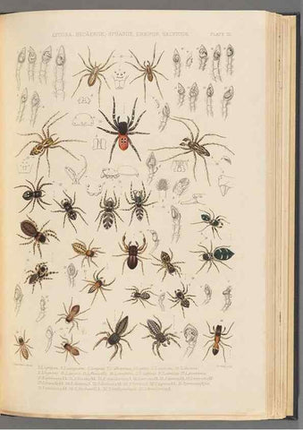 Reproducción/Reproduction 49643687497: A history of the spiders of Great Britain and Ireland /. London :Published for the Ray Society by Robert Hardwicke,1861-1864.. 