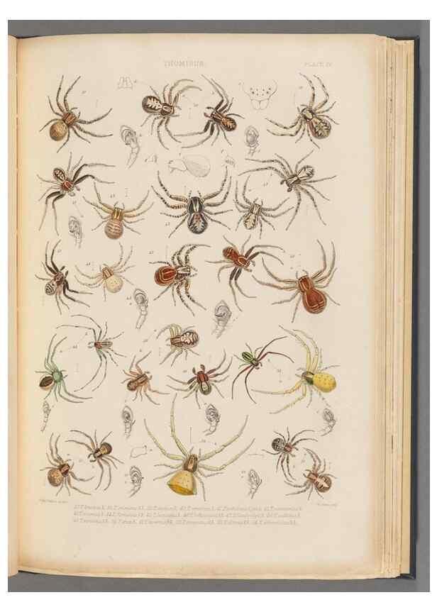 Reproducción/Reproduction 49643412776: A history of the spiders of Great Britain and Ireland /. London :Published for the Ray Society by Robert Hardwicke,1861-1864.. 