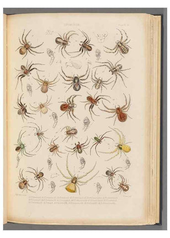 Reproducción/Reproduction 49643412776: A history of the spiders of Great Britain and Ireland /. London :Published for the Ray Society by Robert Hardwicke,1861-1864.. 