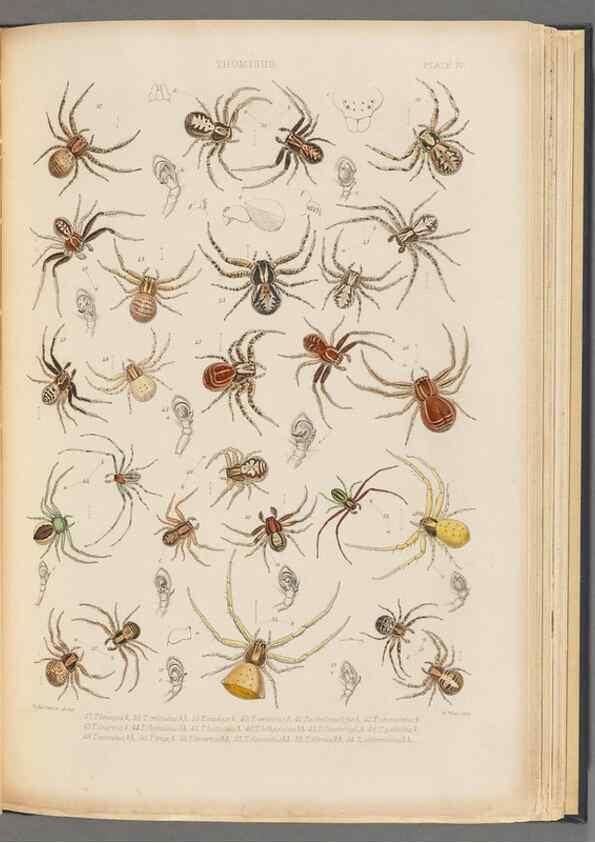 Reproducción/Reproduction 49643412776: A history of the spiders of Great Britain and Ireland /. London :Published for the Ray Society by Robert Hardwicke,1861-1864.. 