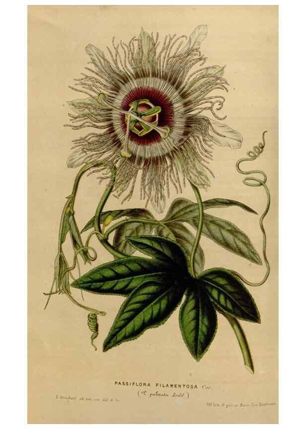Reproducción/Reproduction 49642933308: Flore des serres et des jardins de l'Europe. A Gand :chez Louis van Houtte, eÌditeur,1845-1880.. 