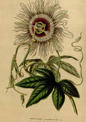 Reproducción/Reproduction 49642933308: Flore des serres et des jardins de l'Europe. A Gand :chez Louis van Houtte, eÌditeur,1845-1880.. 