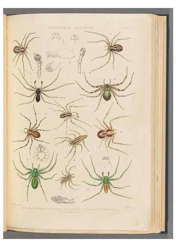Reproducción/Reproduction 49643412896: A history of the spiders of Great Britain and Ireland /. London :Published for the Ray Society by Robert Hardwicke,1861-1864.. 