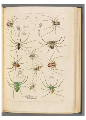 Reproducción/Reproduction 49643412896: A history of the spiders of Great Britain and Ireland /. London :Published for the Ray Society by Robert Hardwicke,1861-1864.. 
