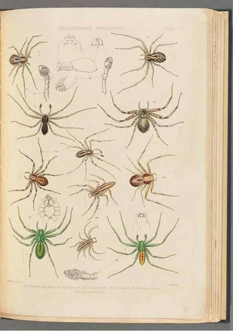 Reproducción/Reproduction 49643412896: A history of the spiders of Great Britain and Ireland /. London :Published for the Ray Society by Robert Hardwicke,1861-1864.. 