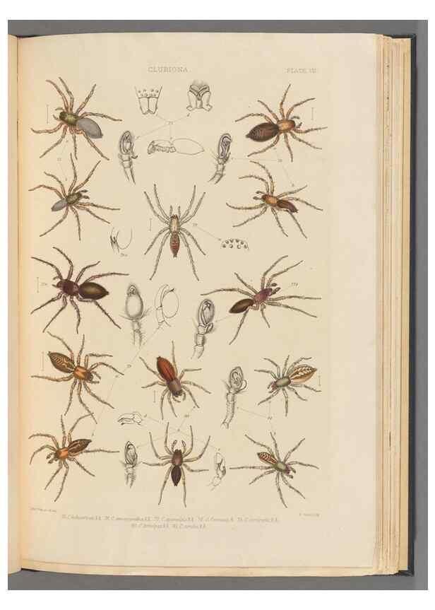 Reproducción/Reproduction 49643688177: A history of the spiders of Great Britain and Ireland /. London :Published for the Ray Society by Robert Hardwicke,1861-1864.. 
