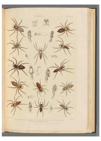 Reproducción/Reproduction 49643688177: A history of the spiders of Great Britain and Ireland /. London :Published for the Ray Society by Robert Hardwicke,1861-1864.. 
