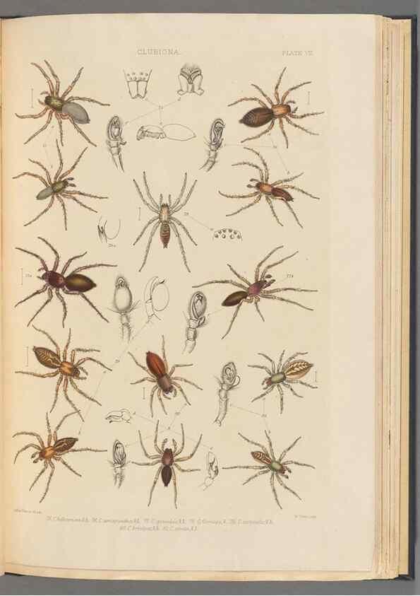 Reproducción/Reproduction 49643688177: A history of the spiders of Great Britain and Ireland /. London :Published for the Ray Society by Robert Hardwicke,1861-1864.. 