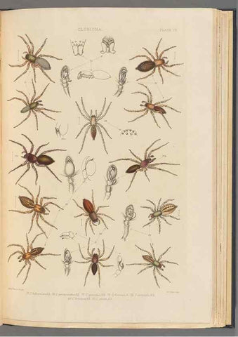 Reproducción/Reproduction 49643688177: A history of the spiders of Great Britain and Ireland /. London :Published for the Ray Society by Robert Hardwicke,1861-1864.. 