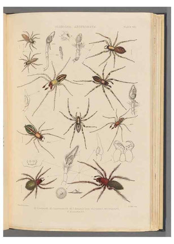 Reproducción/Reproduction 49643688282: A history of the spiders of Great Britain and Ireland /. London :Published for the Ray Society by Robert Hardwicke,1861-1864.. 