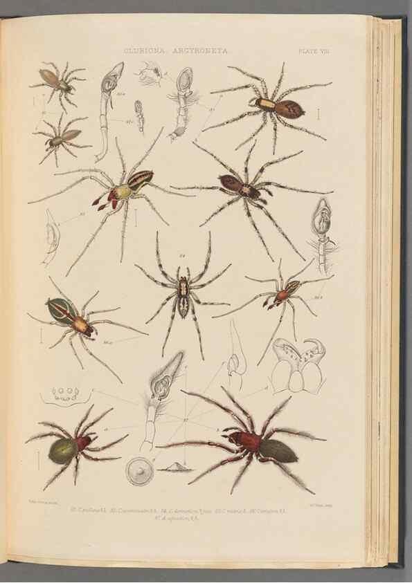 Reproducción/Reproduction 49643688282: A history of the spiders of Great Britain and Ireland /. London :Published for the Ray Society by Robert Hardwicke,1861-1864.. 