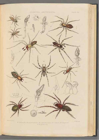 Reproducción/Reproduction 49643688282: A history of the spiders of Great Britain and Ireland /. London :Published for the Ray Society by Robert Hardwicke,1861-1864.. 