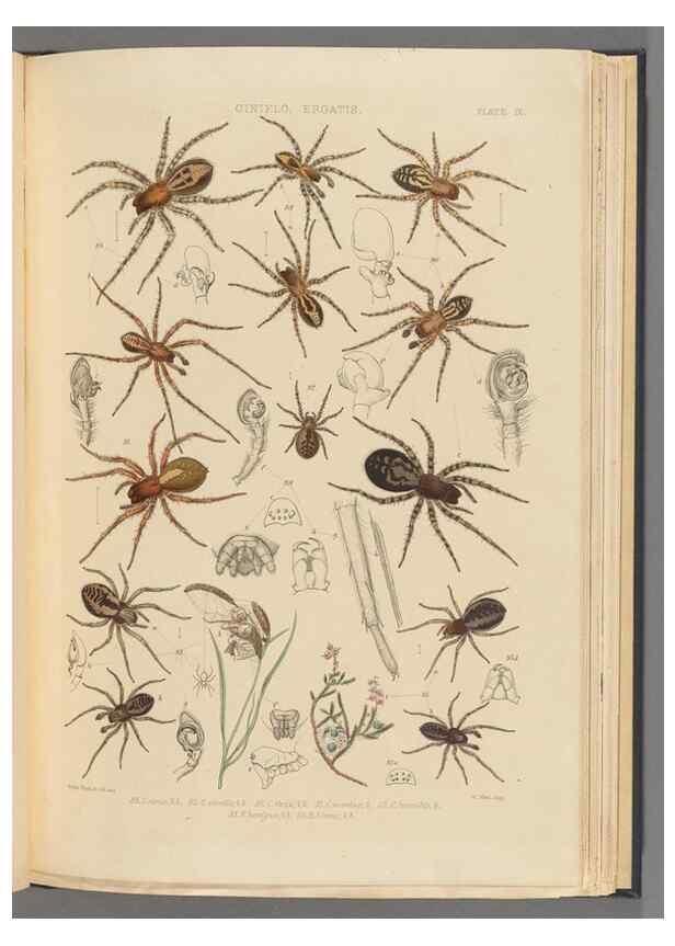 Reproducción/Reproduction 49643413471: A history of the spiders of Great Britain and Ireland /. London :Published for the Ray Society by Robert Hardwicke,1861-1864.. 