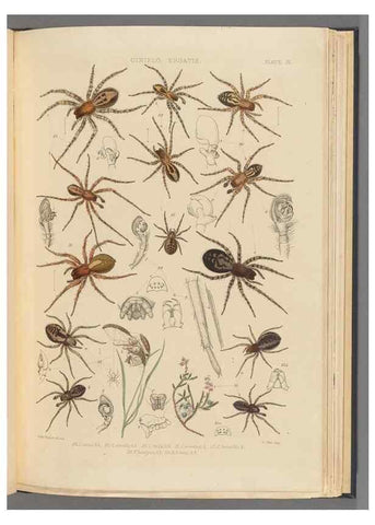 Reproducción/Reproduction 49643413471: A history of the spiders of Great Britain and Ireland /. London :Published for the Ray Society by Robert Hardwicke,1861-1864.. 