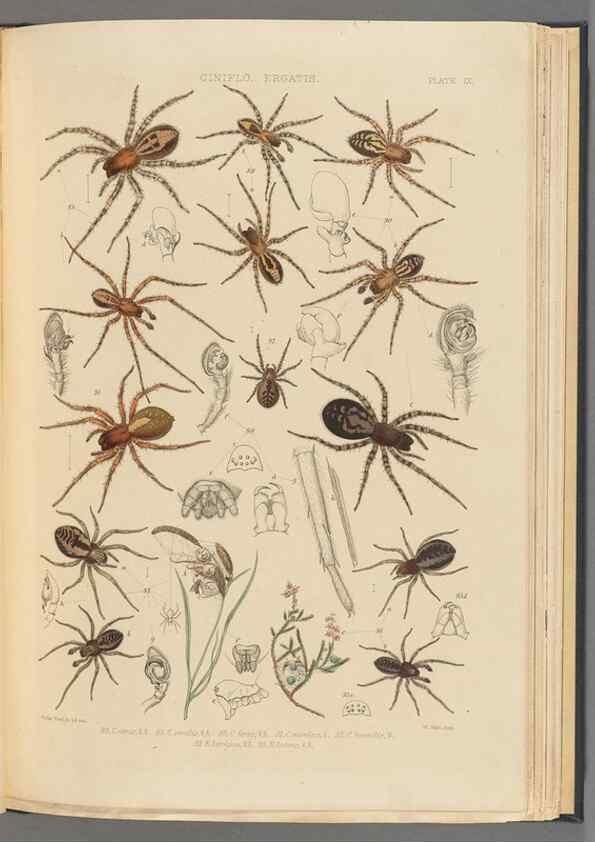 Reproducción/Reproduction 49643413471: A history of the spiders of Great Britain and Ireland /. London :Published for the Ray Society by Robert Hardwicke,1861-1864.. 