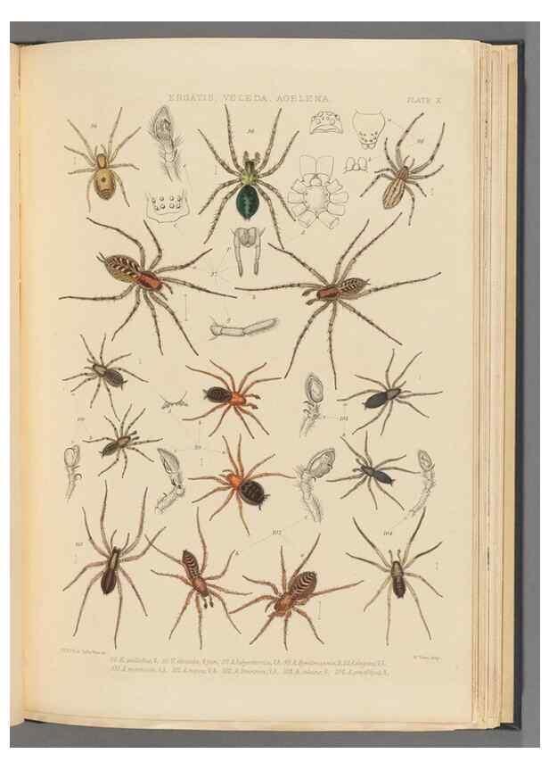 Reproducción/Reproduction 49643413611: A history of the spiders of Great Britain and Ireland /. London :Published for the Ray Society by Robert Hardwicke,1861-1864.. 