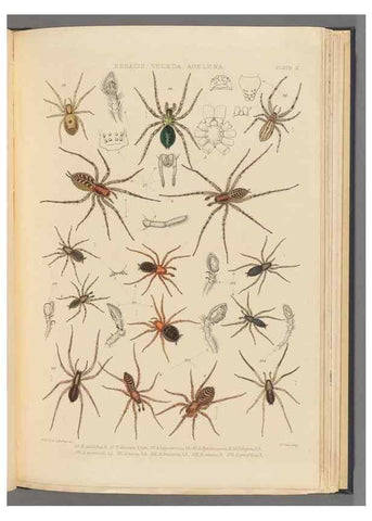 Reproducción/Reproduction 49643413611: A history of the spiders of Great Britain and Ireland /. London :Published for the Ray Society by Robert Hardwicke,1861-1864.. 