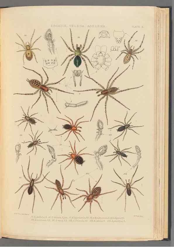 Reproducción/Reproduction 49643413611: A history of the spiders of Great Britain and Ireland /. London :Published for the Ray Society by Robert Hardwicke,1861-1864.. 