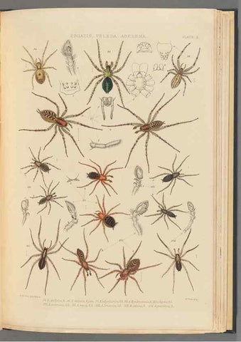 Reproducción/Reproduction 49643413611: A history of the spiders of Great Britain and Ireland /. London :Published for the Ray Society by Robert Hardwicke,1861-1864.. 