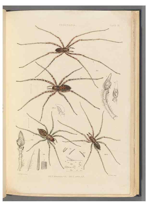 Reproducción/Reproduction 49642886643: A history of the spiders of Great Britain and Ireland /. London :Published for the Ray Society by Robert Hardwicke,1861-1864.. 
