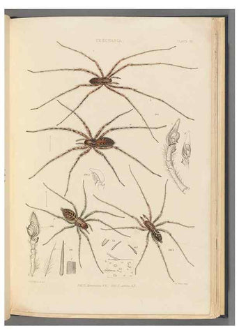 Reproducción/Reproduction 49642886643: A history of the spiders of Great Britain and Ireland /. London :Published for the Ray Society by Robert Hardwicke,1861-1864.. 