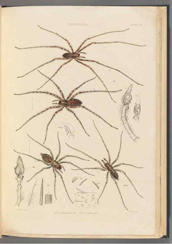 Reproducción/Reproduction 49642886643: A history of the spiders of Great Britain and Ireland /. London :Published for the Ray Society by Robert Hardwicke,1861-1864.. 