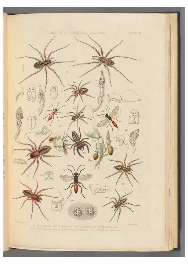 Reproducción/Reproduction 49642886808: A history of the spiders of Great Britain and Ireland /. London :Published for the Ray Society by Robert Hardwicke,1861-1864.. 