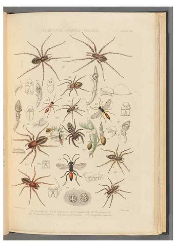 Reproducción/Reproduction 49642886808: A history of the spiders of Great Britain and Ireland /. London :Published for the Ray Society by Robert Hardwicke,1861-1864.. 