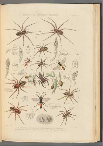 Reproducción/Reproduction 49642886808: A history of the spiders of Great Britain and Ireland /. London :Published for the Ray Society by Robert Hardwicke,1861-1864.. 