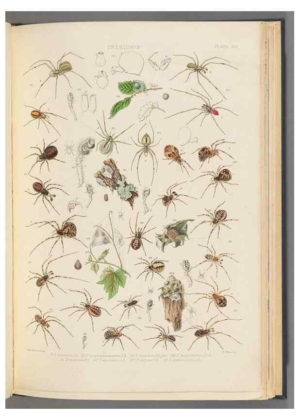 Reproducción/Reproduction 49643689032: A history of the spiders of Great Britain and Ireland /. London :Published for the Ray Society by Robert Hardwicke,1861-1864.. 