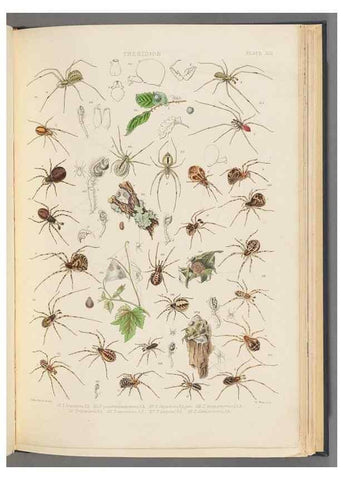 Reproducción/Reproduction 49643689032: A history of the spiders of Great Britain and Ireland /. London :Published for the Ray Society by Robert Hardwicke,1861-1864.. 