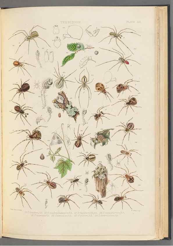 Reproducción/Reproduction 49643689032: A history of the spiders of Great Britain and Ireland /. London :Published for the Ray Society by Robert Hardwicke,1861-1864.. 