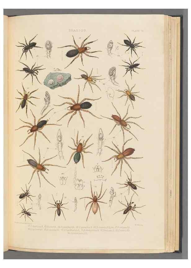 Reproducción/Reproduction 49642885873: A history of the spiders of Great Britain and Ireland /. London :Published for the Ray Society by Robert Hardwicke,1861-1864.. 
