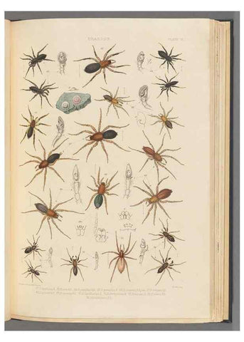 Reproducción/Reproduction 49642885873: A history of the spiders of Great Britain and Ireland /. London :Published for the Ray Society by Robert Hardwicke,1861-1864.. 