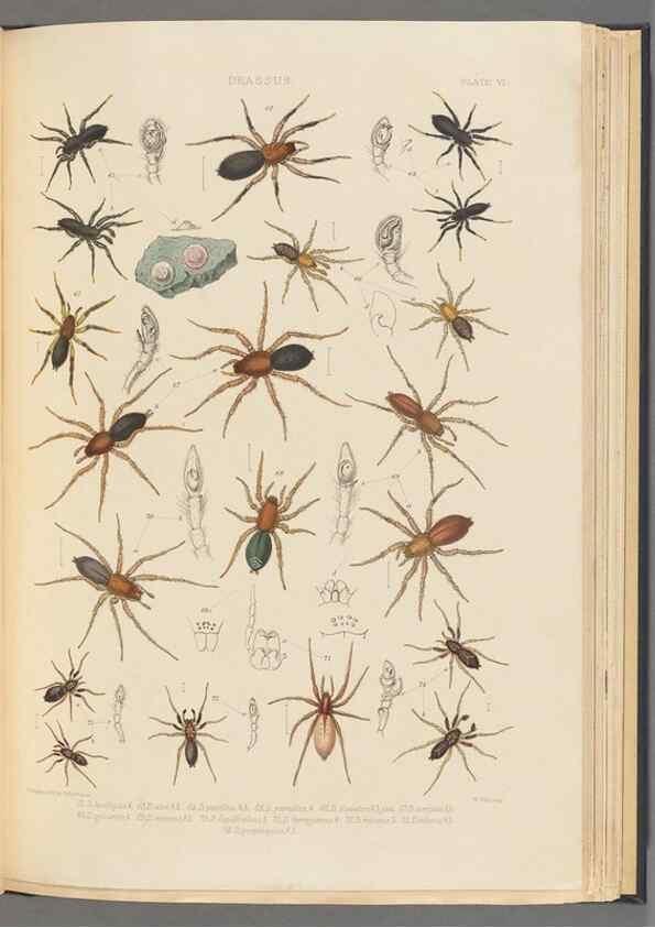Reproducción/Reproduction 49642885873: A history of the spiders of Great Britain and Ireland /. London :Published for the Ray Society by Robert Hardwicke,1861-1864.. 