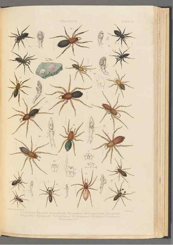 Reproducción/Reproduction 49642885873: A history of the spiders of Great Britain and Ireland /. London :Published for the Ray Society by Robert Hardwicke,1861-1864.. 