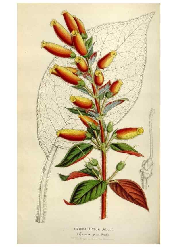 Reproducción/Reproduction 49643748102: Flore des serres et des jardins de l'Europe. A Gand :chez Louis van Houtte, eÌditeur,1845-1880.. 