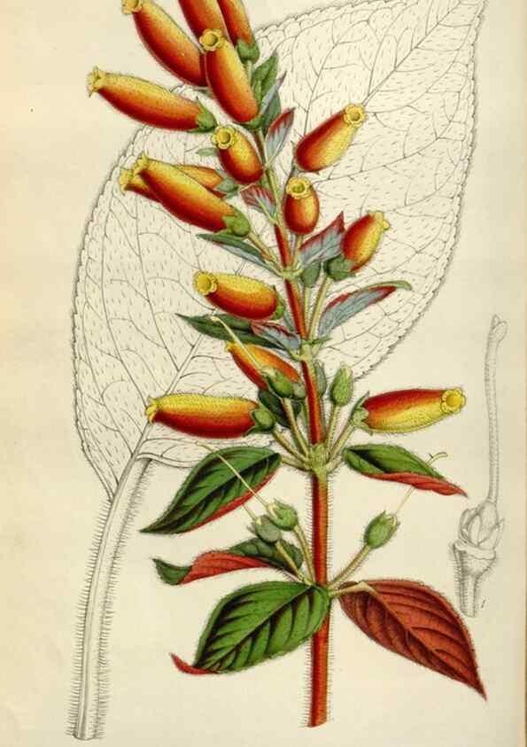 Reproducción/Reproduction 49643748102: Flore des serres et des jardins de l'Europe. A Gand :chez Louis van Houtte, eÌditeur,1845-1880.. 