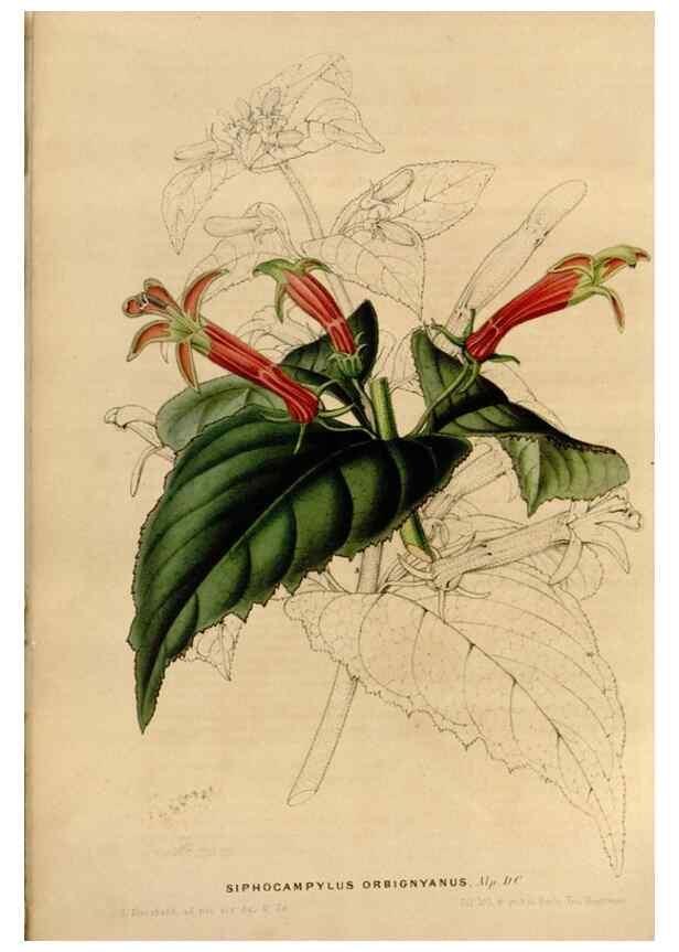Reproducción/Reproduction 49643737117: Flore des serres et des jardins de l'Europe. A Gand :chez Louis van Houtte, eÌditeur,1845-1880.. 