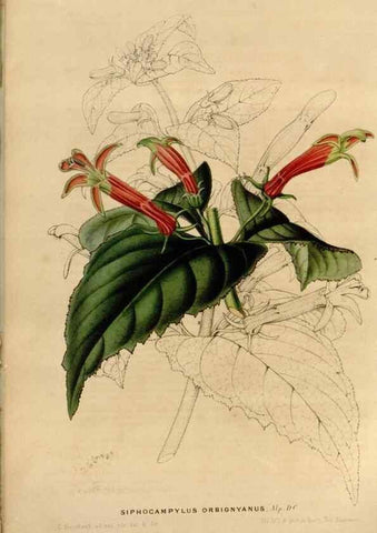 Reproducción/Reproduction 49643737117: Flore des serres et des jardins de l'Europe. A Gand :chez Louis van Houtte, eÌditeur,1845-1880.. 